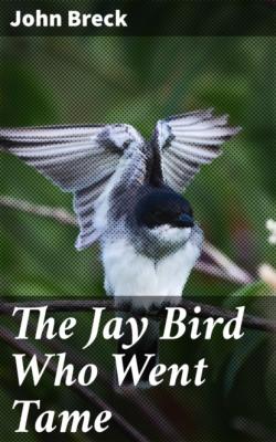 The Jay Bird Who Went Tame - John Breck 