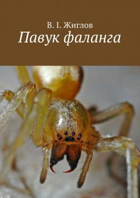Павук фаланга - Валерий Жиглов 
