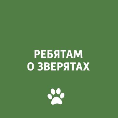 Животные Дагестана - Творческий коллектив программы «Пора домой» Ребятам о зверятах (радио «Маяк»)