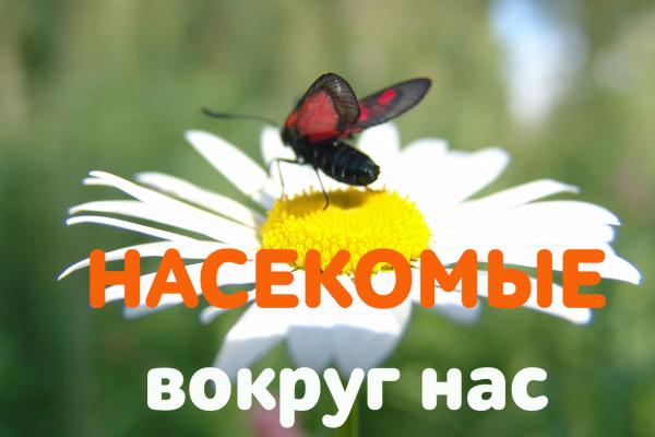 Зачем тебе жужжать, если ты не пчела? Европейская символика образа - Пономарева Валентина Насекомые вокруг нас