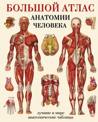 Большой атлас анатомии человека. Лучшие в мире анатомические таблицы - Отсутствует 