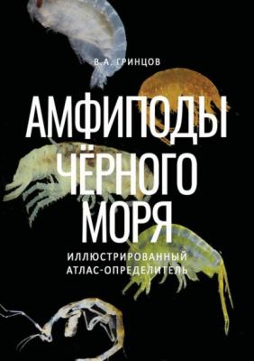 Амфиподы Чёрного моря. Иллюстрированный атлас-определитель - В. А. Гринцов 